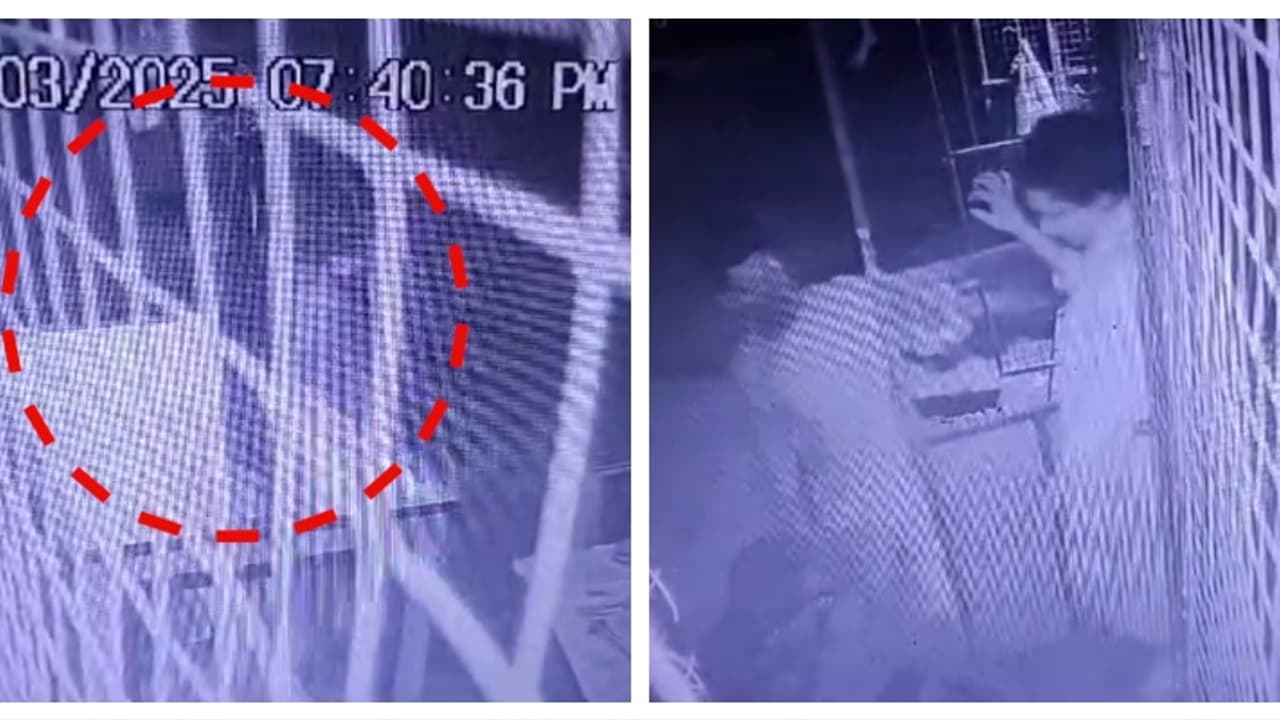 മാർച്ച് 5 ന് രാത്രി കടയിൽ തൈര് വാങ്ങാനെത്തിയ യുവാവ്; കടയുടമക്ക് നഷ്ടം ഒന്നരപ്പവന്റെ മാല; 3 പേർ പിടിയില് മാർച്ച് 5 ന് രാത്രി കടയിൽ തൈര് വാങ്ങാനെത്തിയ യുവാവ്; കടയുടമക്ക് നഷ്ടം ഒന്നരപ്പവന്റെ മാല; 3 പേർ പിടിയില്