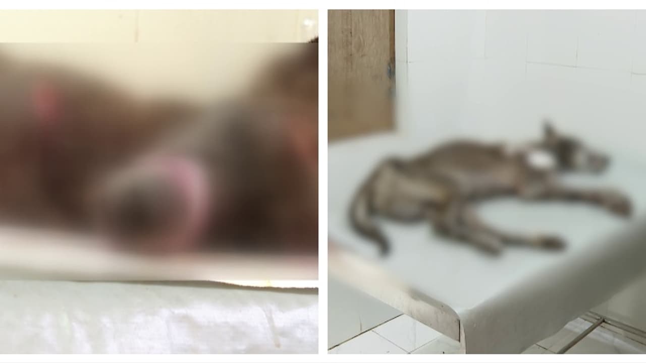 ശരീരത്തിൽ പത്തോളം മുറിവുകൾ; മുതലക്കോടത്ത് ഉടമ വെട്ടിപ്പരിക്കേൽപിച്ച്, തെരുവിലുപേക്ഷിച്ച വളർത്തുനായ ചത്തു ശരീരത്തിൽ പത്തോളം മുറിവുകൾ; മുതലക്കോടത്ത് ഉടമ വെട്ടിപ്പരിക്കേൽപിച്ച്, തെരുവിലുപേക്ഷിച്ച വളർത്തുനായ ചത്തു