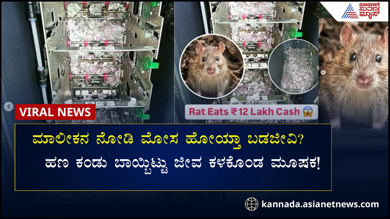 12 ಲಕ್ಷ ಗರಿಗರಿ ನೋಟು ಗುಳುಂ ಮಾಡಿ ಪ್ರಾಣ ಬಿಟ್ಟ ಇಲಿ! 12 ಲಕ್ಷ ಗರಿಗರಿ ನೋಟು ಗುಳುಂ ಮಾಡಿ ಪ್ರಾಣ ಬಿಟ್ಟ ಇಲಿ!