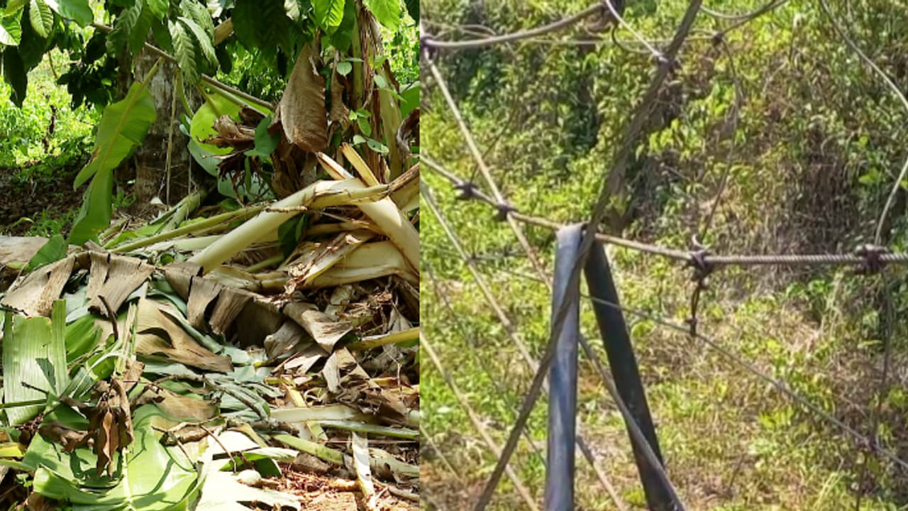 മൂന്നരക്കോടി മുടക്കി ചാലിഗദ്ദയിൽ വനംവകുപ്പ് നിർമിച്ച റോപ്പ് ഫെൻസിങ് ഉദ്ഘാടനത്തിന് മുന്പേ കാട്ടാന തകർത്തു മൂന്നരക്കോടി മുടക്കി ചാലിഗദ്ദയിൽ വനംവകുപ്പ് നിർമിച്ച റോപ്പ് ഫെൻസിങ് ഉദ്ഘാടനത്തിന് മുന്പേ കാട്ടാന തകർത്തു