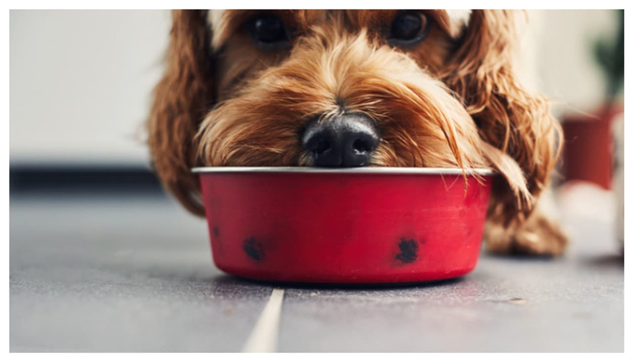 വളർത്ത് നായകൾക്ക് കൊടുക്കാൻ കഴിയുന്ന ഭക്ഷണങ്ങൾ ഇതാണ് 