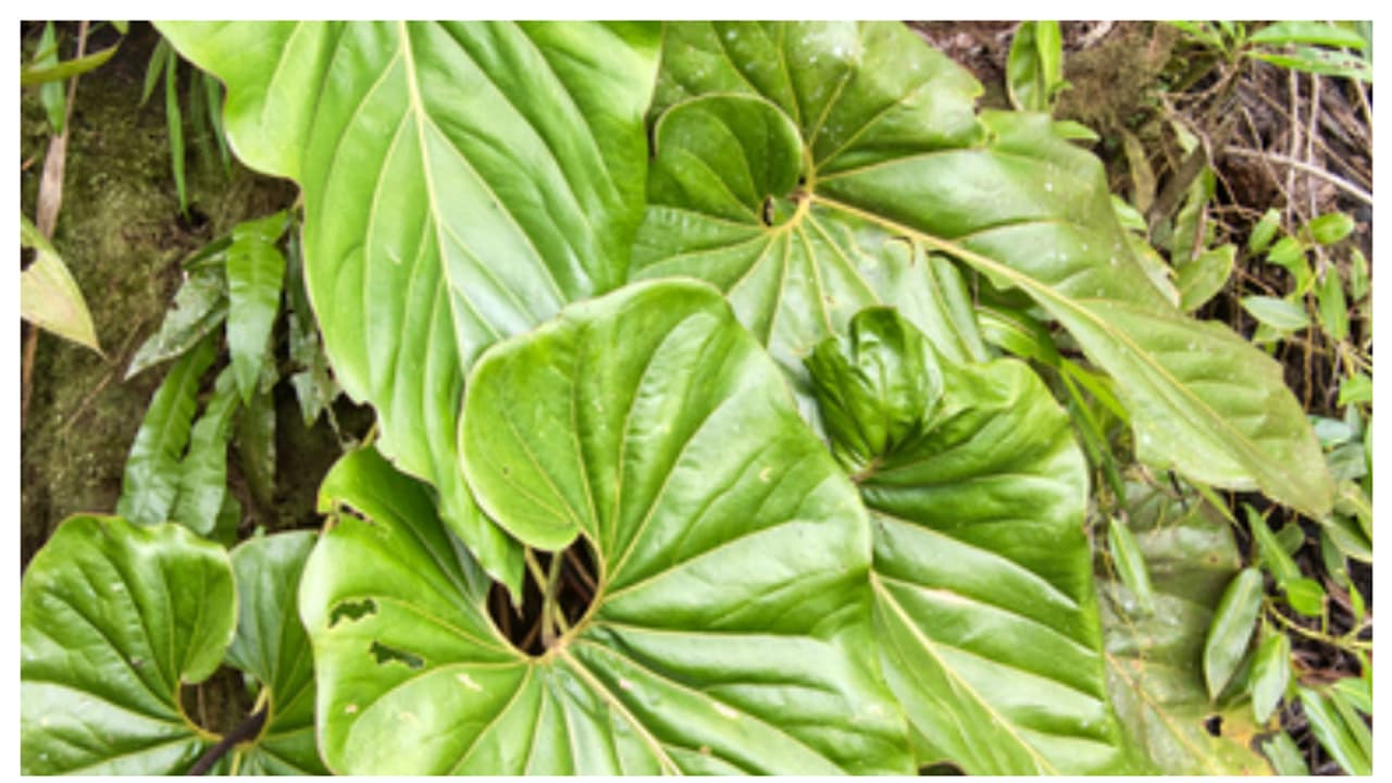 ഇതാണ് എൽ ചോക്കോ റെഡ് 