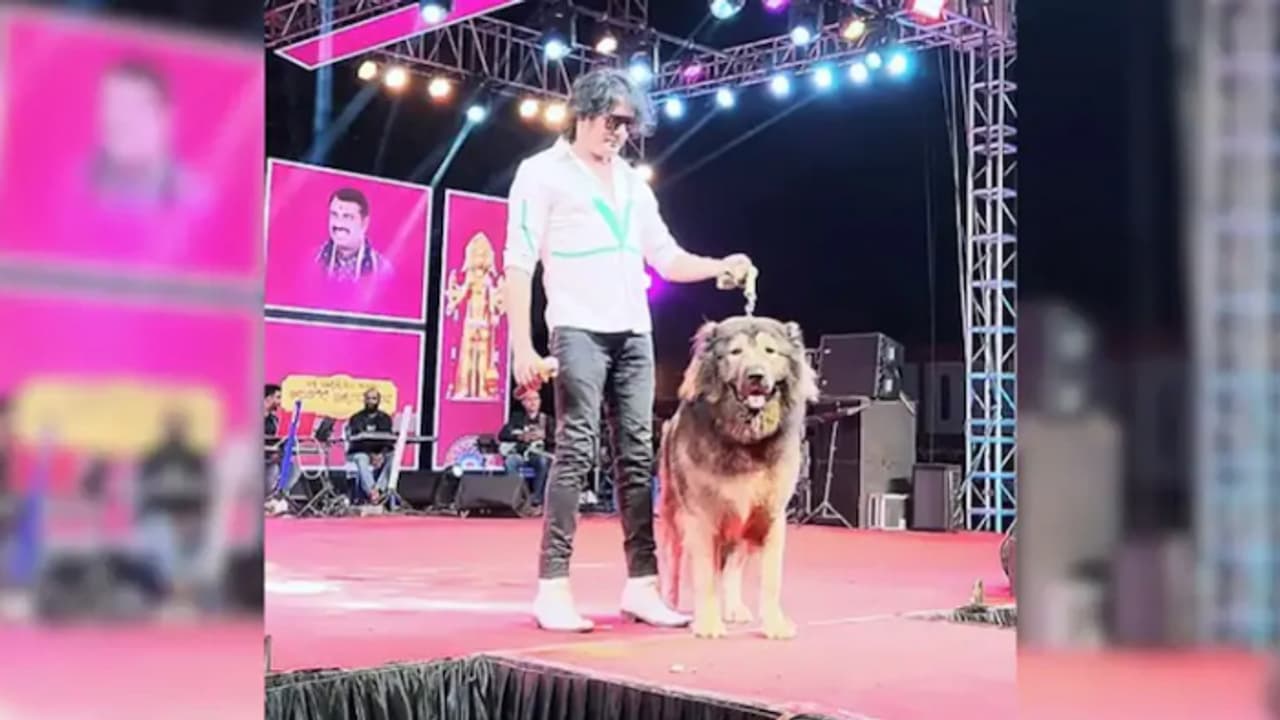 50 കോടി രൂപ വിലയുള്ള വോൾഫ് ഡോഗിനെ സ്വന്തമാക്കിയതിന് പിന്നാലെ സതീഷിന്റെ വീട്ടിൽ ഇഡി റെയ്ഡ്, വ്യാപക പരിശോധന 50 കോടി രൂപ വിലയുള്ള വോൾഫ് ഡോഗിനെ സ്വന്തമാക്കിയതിന് പിന്നാലെ സതീഷിന്റെ വീട്ടിൽ ഇഡി റെയ്ഡ്, വ്യാപക പരിശോധന