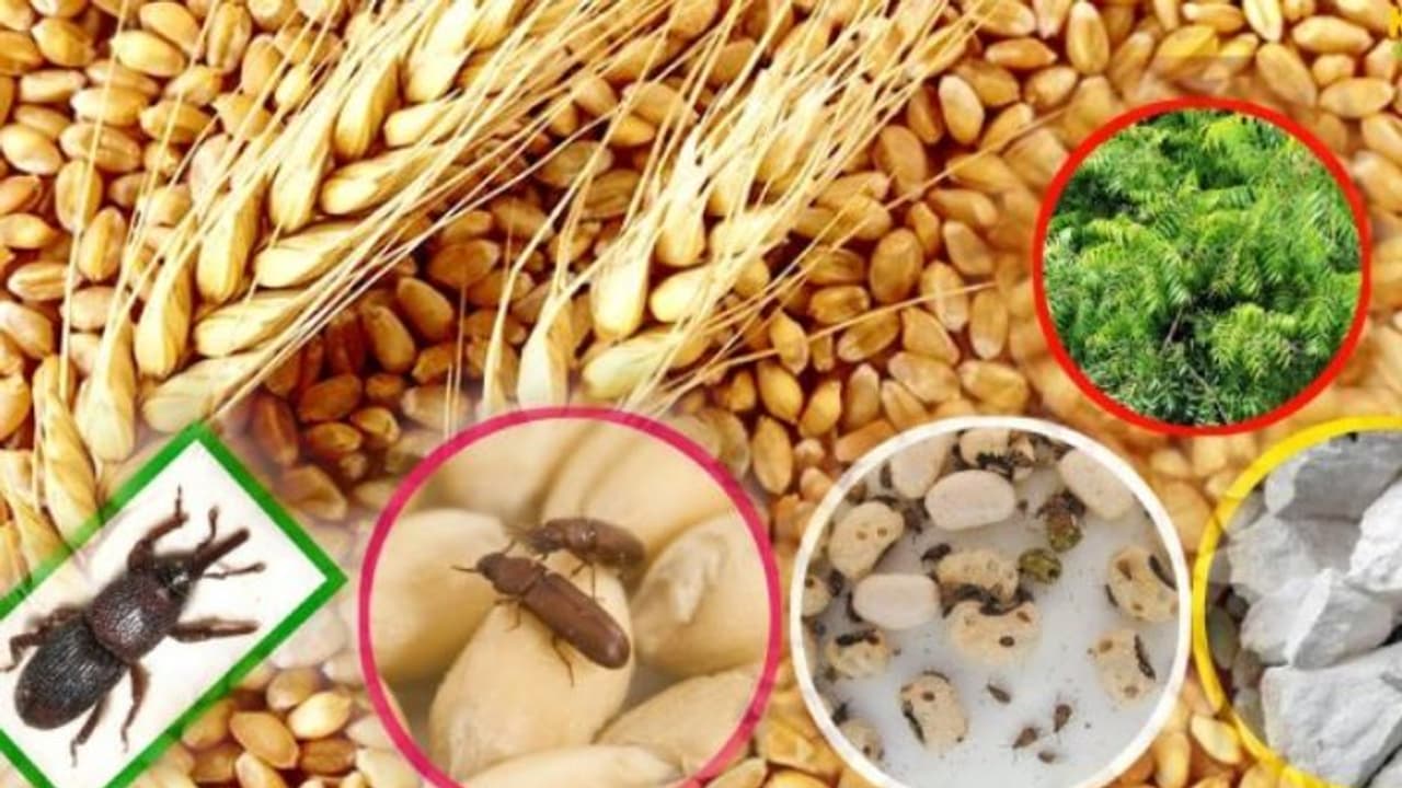 home tips and tricks store wheat