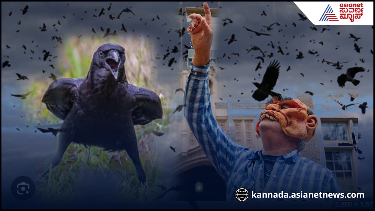ಕಾಗೆಯ ದ್ವೇಷ 17 ವರುಷ! ಸುದೀರ್ಘ ಅಧ್ಯಯನ ರೋಚಕ ವರದಿ ಇಲ್ಲಿದೆ...