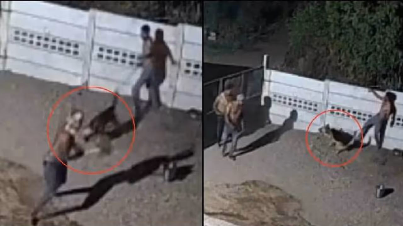 സിസിടിവി ദൃശ്യങ്ങൾ വൈറൽ; അക്രമിക്കാനെത്തിയത് മൂന്നുപേർ, ഉടമയെ രക്ഷിക്കാൻ നായയുടെ പരാക്രമം ഇങ്ങനെ 