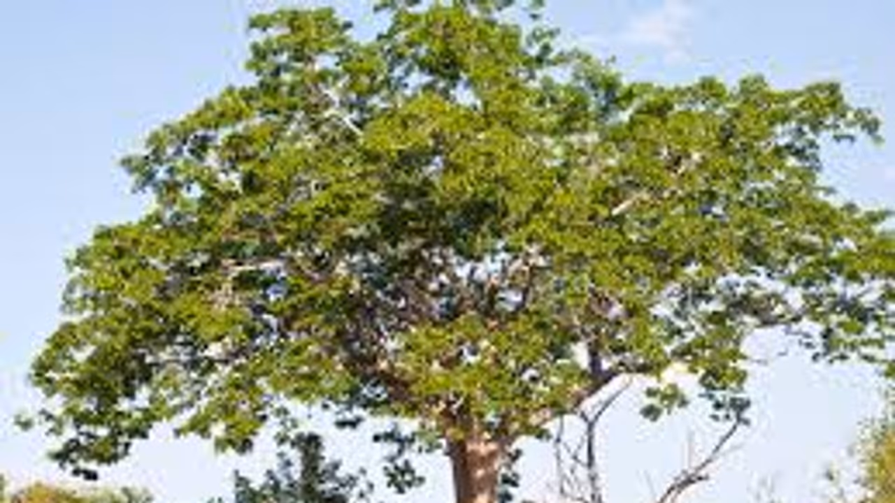 Mahogany Tree ఈ మొక్క నాటితే 12 ఏళ్లలో మీరు కోటీశ్వరులు అవడం ఖాయం!