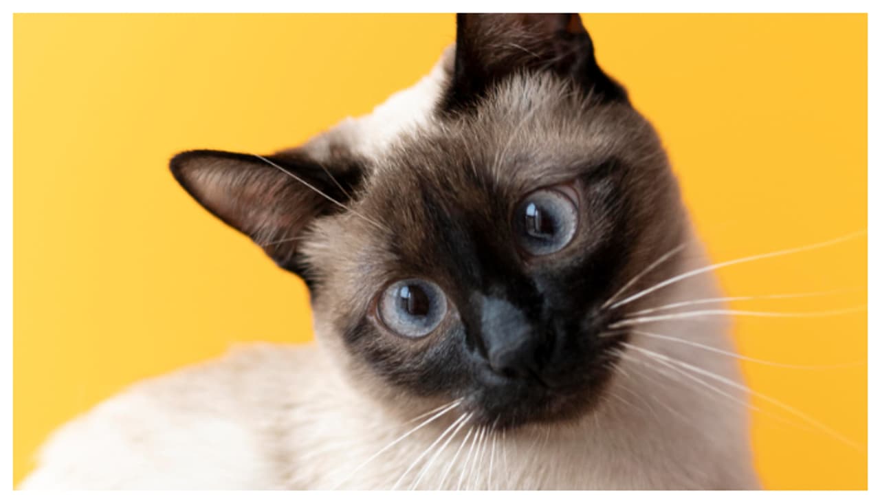 വെറ്റ് ഫുഡാണോ നിങ്ങൾ വളർത്ത് പൂച്ചയ്ക്ക് നൽകുന്നത്? എങ്കിൽ ഇത് അറിഞ്ഞിരിക്കണം 