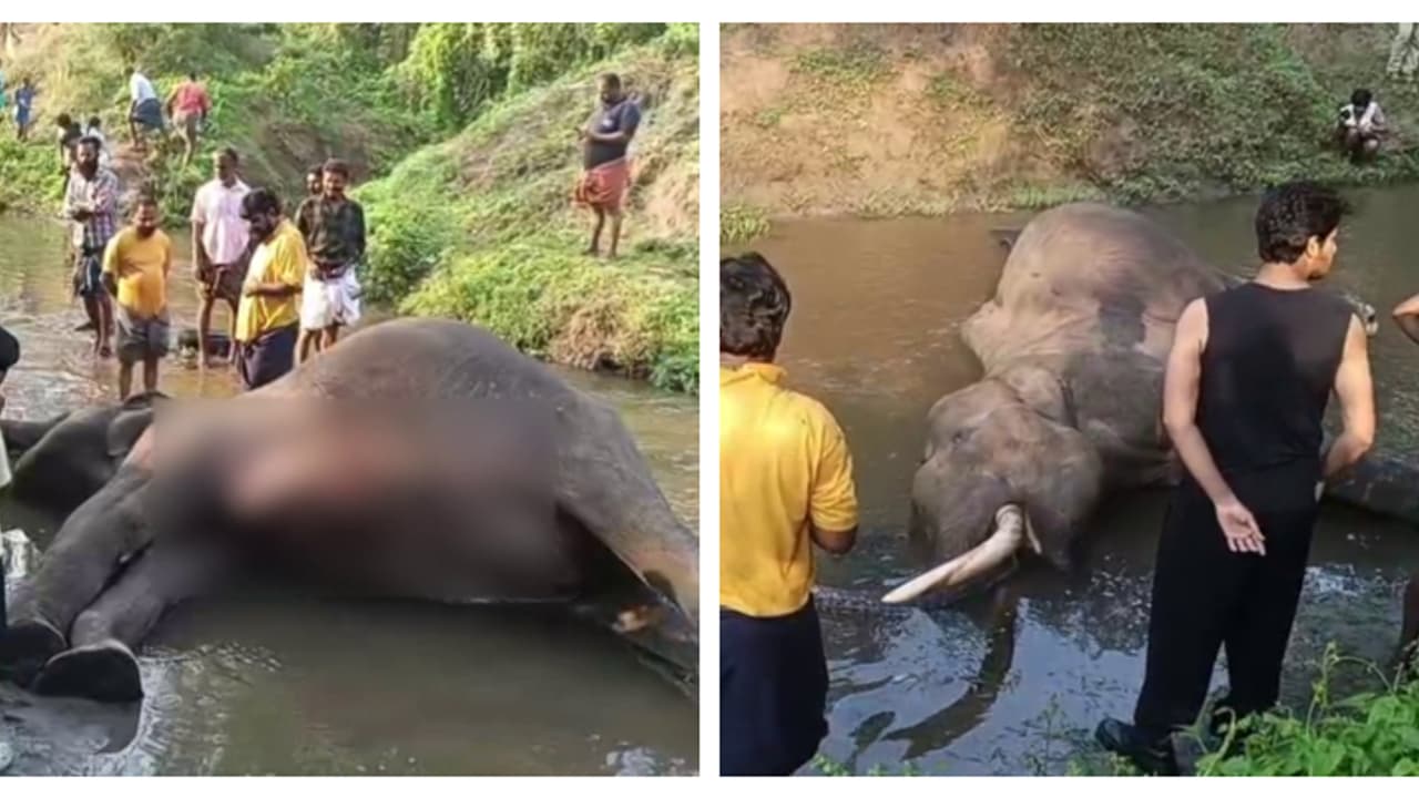 കേരള കർണാടക അതിർത്തിയിൽ കാട്ടാനകൾ തമ്മിൽ ഏറ്റുമുട്ടി, ഒരാന ചരിഞ്ഞു കേരള കർണാടക അതിർത്തിയിൽ കാട്ടാനകൾ തമ്മിൽ ഏറ്റുമുട്ടി, ഒരാന ചരിഞ്ഞു