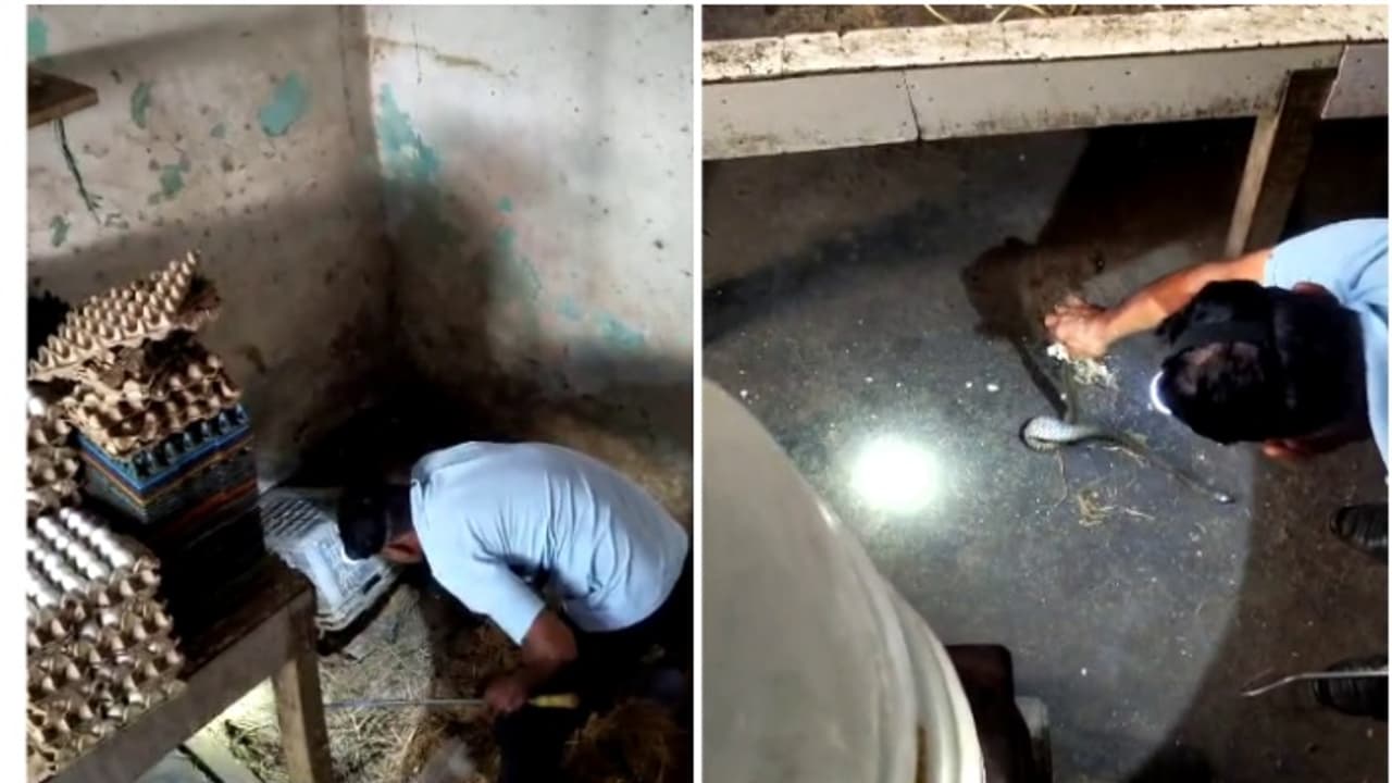 ഇരപിടിക്കുന്നതിനിടയിൽ മൂർഖൻ കടയ്ക്കുള്ളിൽ കുടുങ്ങി; ഒടുവിൽ വിഴുങ്ങിയ എലിയെ ഛർദിച്ചു ഇരപിടിക്കുന്നതിനിടയിൽ മൂർഖൻ കടയ്ക്കുള്ളിൽ കുടുങ്ങി; ഒടുവിൽ വിഴുങ്ങിയ എലിയെ ഛർദിച്ചു