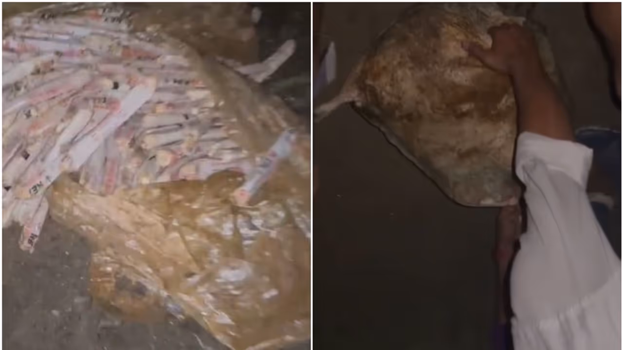 മീൻ പിടിക്കാൻ എത്തിയവർ പാറക്കുളത്തിൽ വല എറിഞ്ഞു, വലയിൽ കുരുങ്ങിയത് കണ്ട് ഞെട്ടൽ, മീനല്ല പകരം സ്ഫോടക വസ്തുക്കൾ മീൻ പിടിക്കാൻ എത്തിയവർ പാറക്കുളത്തിൽ വല എറിഞ്ഞു, വലയിൽ കുരുങ്ങിയത് കണ്ട് ഞെട്ടൽ, മീനല്ല പകരം സ്ഫോടക വസ്തുക്കൾ