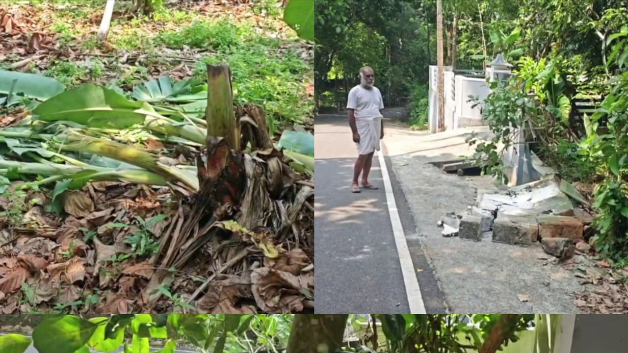 കാട്ടാന തിന്നും ചവിട്ടിയും നശിപ്പിച്ചത് 30 ഓളം ചക്കകൾ, വീടിന്റെ മതിൽ തകർത്തു, പുരയിടത്തിൽ കയറിയും അക്രമം കാട്ടാന തിന്നും ചവിട്ടിയും നശിപ്പിച്ചത് 30 ഓളം ചക്കകൾ, വീടിന്റെ മതിൽ തകർത്തു, പുരയിടത്തിൽ കയറിയും അക്രമം