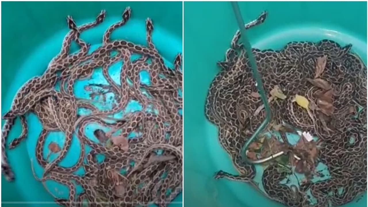 'ഞാൻ മാത്രമല്ല, ദാ അവരും'! രാത്രി ഒരാളെ കണ്ടു, പിറ്റേന്ന് രാവിലെ മുതൽ തിരച്ചിൽ,കണ്ടെത്തിയത് 75 അണലി കുട്ടികളെ 'ഞാൻ മാത്രമല്ല, ദാ അവരും'! രാത്രി ഒരാളെ കണ്ടു, പിറ്റേന്ന് രാവിലെ മുതൽ തിരച്ചിൽ,കണ്ടെത്തിയത് 75 അണലി കുട്ടികളെ