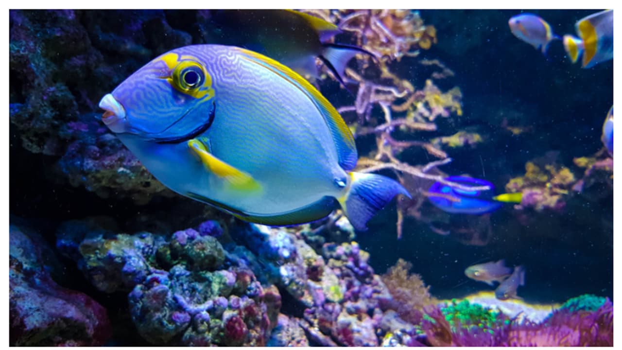 ഫിഷ് ടാങ്കിൽ ആൽഗകൾ വളരുന്നുണ്ടോ? എങ്കിൽ ഇതാണ് കാരണം ഫിഷ് ടാങ്കിൽ ആൽഗകൾ വളരുന്നുണ്ടോ? എങ്കിൽ ഇതാണ് കാരണം