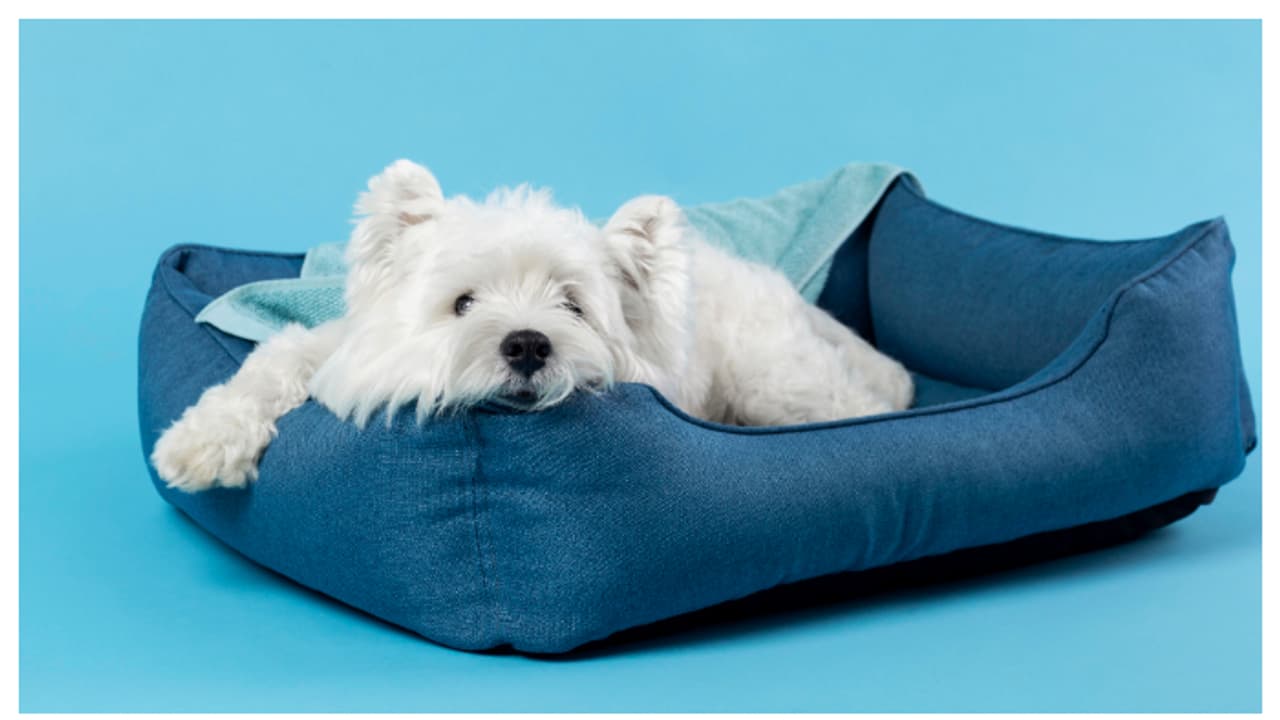 നിങ്ങൾ വളർത്ത് മൃഗങ്ങളോടൊപ്പം ഉറങ്ങാറുണ്ടോ? എങ്കിൽ സൂക്ഷിക്കണം നിങ്ങൾ വളർത്ത് മൃഗങ്ങളോടൊപ്പം ഉറങ്ങാറുണ്ടോ? എങ്കിൽ സൂക്ഷിക്കണം