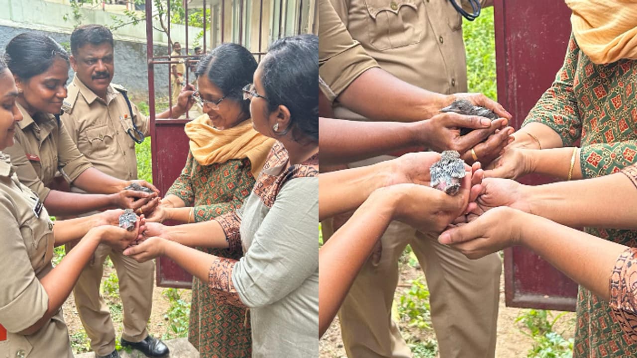 അമ്മപ്പൊൻമാൻ ചത്തതോടെ 1.5 മീറ്റർ നീളമുള്ള പൊത്തിൽ കുടുങ്ങി ചിറക് മുളക്കാത്ത കുഞ്ഞുങ്ങൾ, രക്ഷകരായി ഫയർഫോഴ്സ് അമ്മപ്പൊൻമാൻ ചത്തതോടെ 1.5 മീറ്റർ നീളമുള്ള പൊത്തിൽ കുടുങ്ങി ചിറക് മുളക്കാത്ത കുഞ്ഞുങ്ങൾ, രക്ഷകരായി ഫയർഫോഴ്സ്