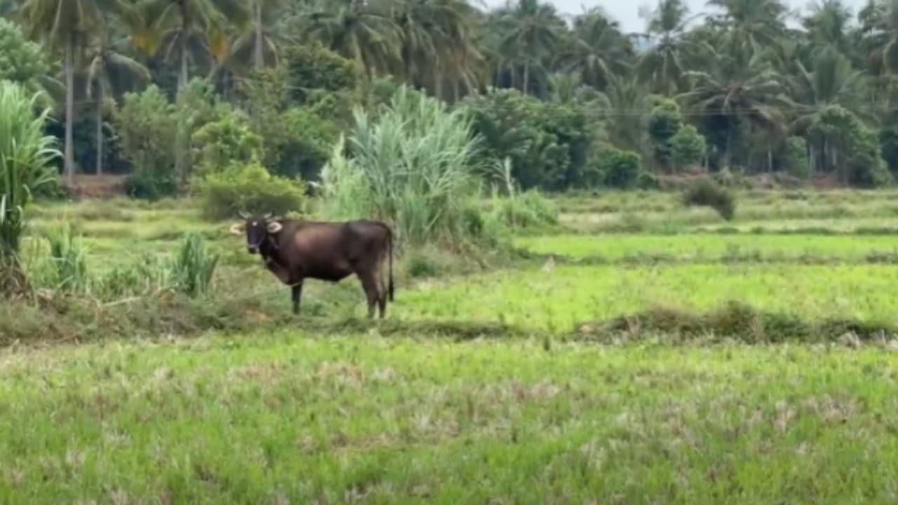 'ഇന്ഷുറന്സ് തുകയ്ക്കായി കന്നുകാലികളോട് ക്രൂരത, തട്ടിപ്പ് മൃഗഡോക്ടർമാരുടെ ഒത്താശയോടെ'; പരാതിയുമായി ക്ഷീരകർഷകർ 'ഇന്ഷുറന്സ് തുകയ്ക്കായി കന്നുകാലികളോട് ക്രൂരത, തട്ടിപ്പ് മൃഗഡോക്ടർമാരുടെ ഒത്താശയോടെ'; പരാതിയുമായി ക്ഷീരകർഷകർ