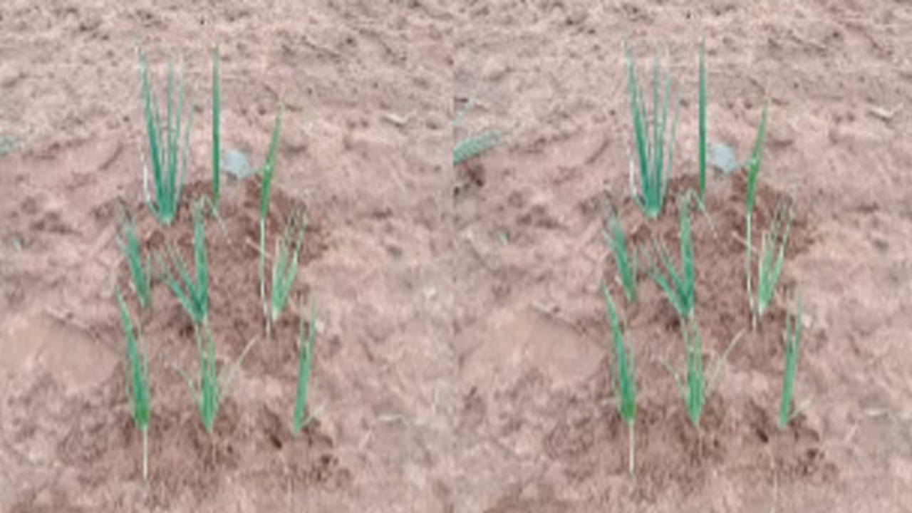 ಬೆಳೆ ವಿಮೆ ಹಣಕ್ಕಾಗಿ 9 ಈರುಳ್ಳಿ ಸಸಿ ನೆಟ್ಟು ವಂಚನೆ: ದಂಧೆಯಲ್ಲಿ ಕೆಲ ಅಧಿಕಾರಿಗಳು ಭಾಗಿ? ಬೆಳೆ ವಿಮೆ ಹಣಕ್ಕಾಗಿ 9 ಈರುಳ್ಳಿ ಸಸಿ ನೆಟ್ಟು ವಂಚನೆ: ದಂಧೆಯಲ್ಲಿ ಕೆಲ ಅಧಿಕಾರಿಗಳು ಭಾಗಿ?