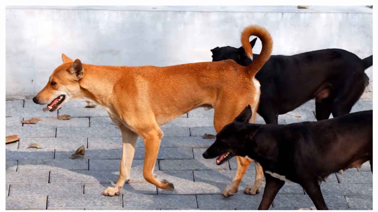 പേവിഷബാധ: വാക്സിൻ എടുത്തോ? പ്രോട്ടോക്കോൾ പാലിച്ചോ? വാക്സിൻ സൂക്ഷിച്ചോ? അന്വേഷിക്കണമെന്ന് മനുഷ്യാവകാശ കമ്മീഷൻ