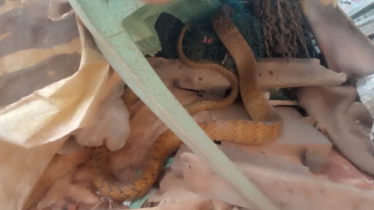 വലയിൽ കുരുങ്ങി രണ്ട് നാൾ, ചേരയ്ക്ക് രക്ഷകരായി ഫയർഫോഴ്സ് 