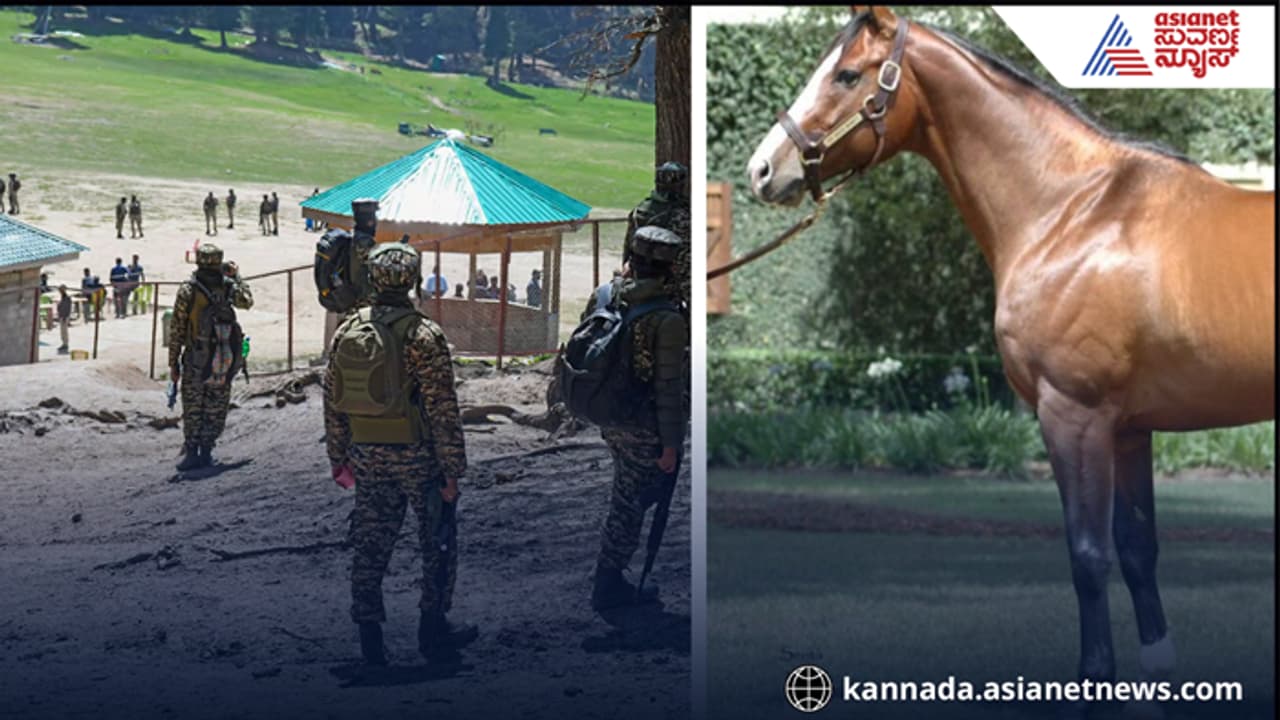 ಪೆಹಲ್ಗಾಮ್ ದಾಳಿ, 2 ಕುಟುಂಬದ 17 ಪ್ರವಾಸಿಗರ ಪ್ರಾಣ ಉಳಿಸಿದ ಕುದುರೆ ಪೆಹಲ್ಗಾಮ್ ದಾಳಿ, 2 ಕುಟುಂಬದ 17 ಪ್ರವಾಸಿಗರ ಪ್ರಾಣ ಉಳಿಸಿದ ಕುದುರೆ