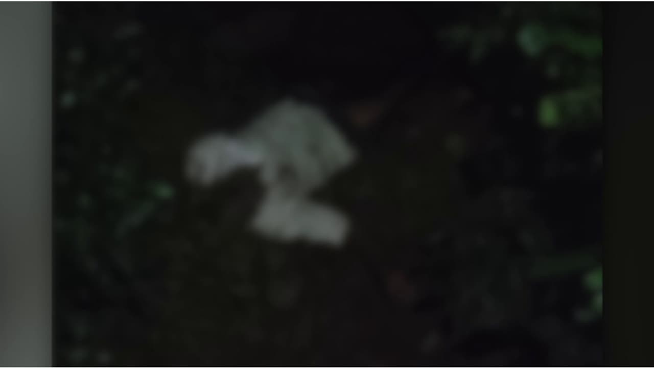 വയനാട് എരുമക്കൊല്ലിയിൽ വീണ്ടും കാട്ടാന ആക്രമണം; പൂളക്കൊല്ലി സ്വദേശിയ്ക്ക് ദാരുണാന്ത്യം വയനാട് എരുമക്കൊല്ലിയിൽ വീണ്ടും കാട്ടാന ആക്രമണം; പൂളക്കൊല്ലി സ്വദേശിയ്ക്ക് ദാരുണാന്ത്യം