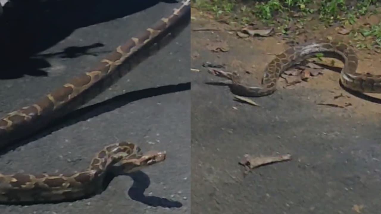 ആദ്യം കണ്ടത് അയ്യപ്പൻമുടി റോഡിൽ, പിന്നെ നീങ്ങി പുൽക്കാട്ടിലെത്തി; ഒടുവിൽ മാർട്ടിൻ്റെ കൈപ്പിടിയിൽ!