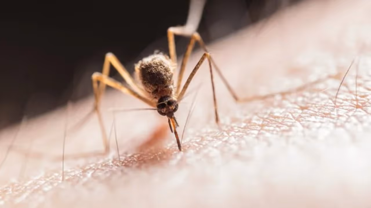 World Malaria Day 2025: മലേറിയയുടെ ഈ ലക്ഷണങ്ങളെ തിരിച്ചറിയാം World Malaria Day 2025: മലേറിയയുടെ ഈ ലക്ഷണങ്ങളെ തിരിച്ചറിയാം