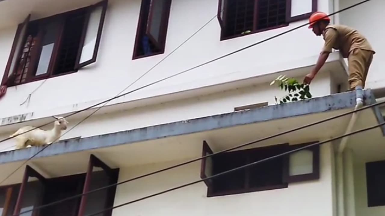 വീടിന്‍റെ രണ്ടാം നിലയിലേക്ക് മുട്ടനാട് ഓടിക്കയറി, സൺഷേഡിൽ കുടുങ്ങി, പരിഭ്രാന്തി; ഒടുവിൽ രക്ഷകരായി ഫയര്‍ഫോഴ്സ്