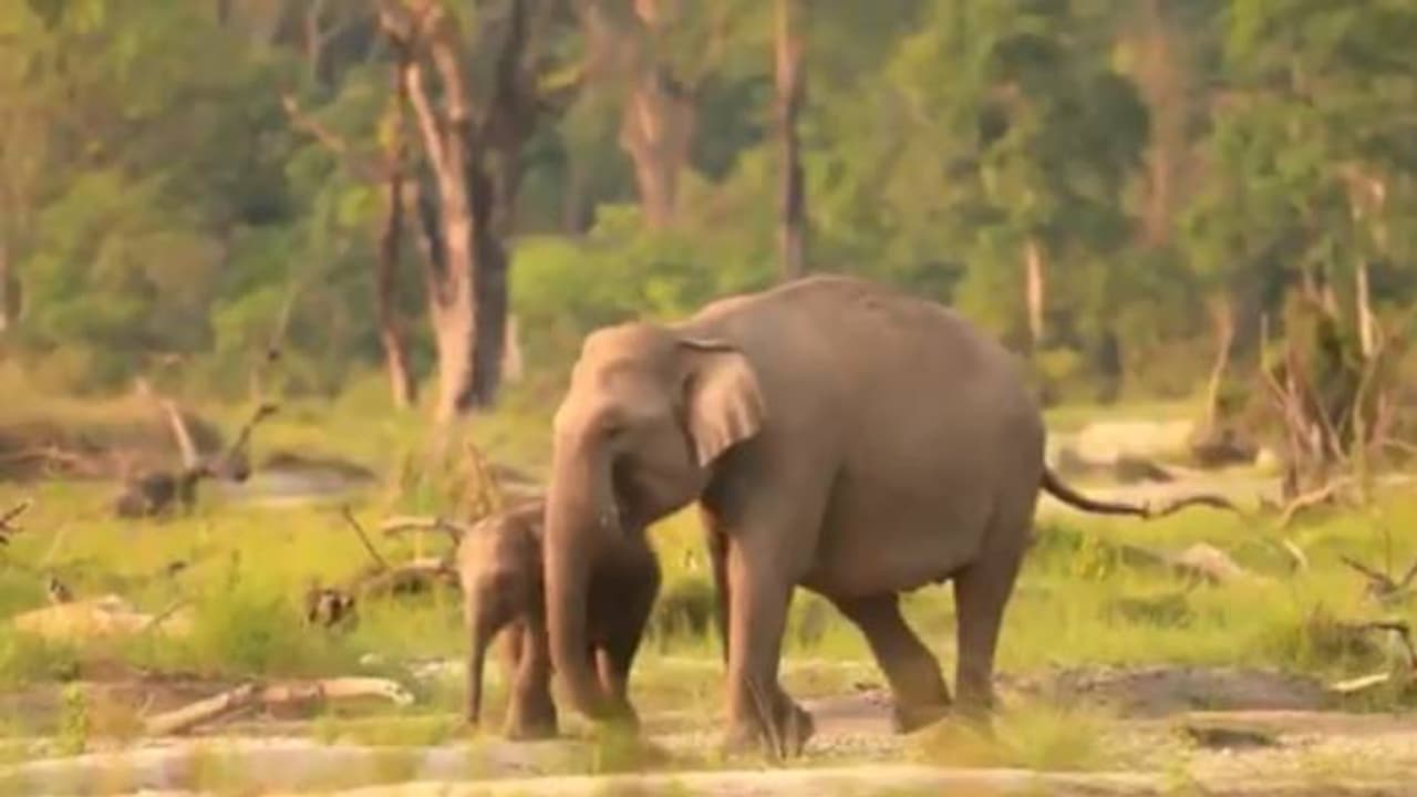 ശരിക്കും നോക്കിപ്പഠിച്ചോണം, അങ്ങനെയല്ല ദേ ഇങ്ങനെ; കുട്ടിയാനയെ പുല്ലുതിന്നാൻ പഠിപ്പിക്കുന്ന അമ്മയാന 