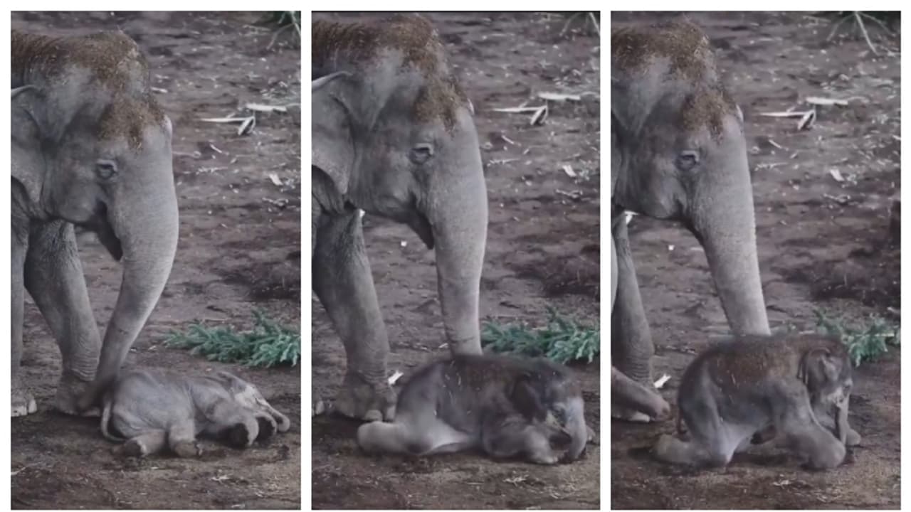 'എഴുന്നേക്കടാ മോനെ...'; സുഖനിദ്രയിലായ കുട്ടിയാനയെ തട്ടിവിളിച്ച് അമ്മയാന, വീഡിയോ വൈറൽ 'എഴുന്നേക്കടാ മോനെ...'; സുഖനിദ്രയിലായ കുട്ടിയാനയെ തട്ടിവിളിച്ച് അമ്മയാന, വീഡിയോ വൈറൽ