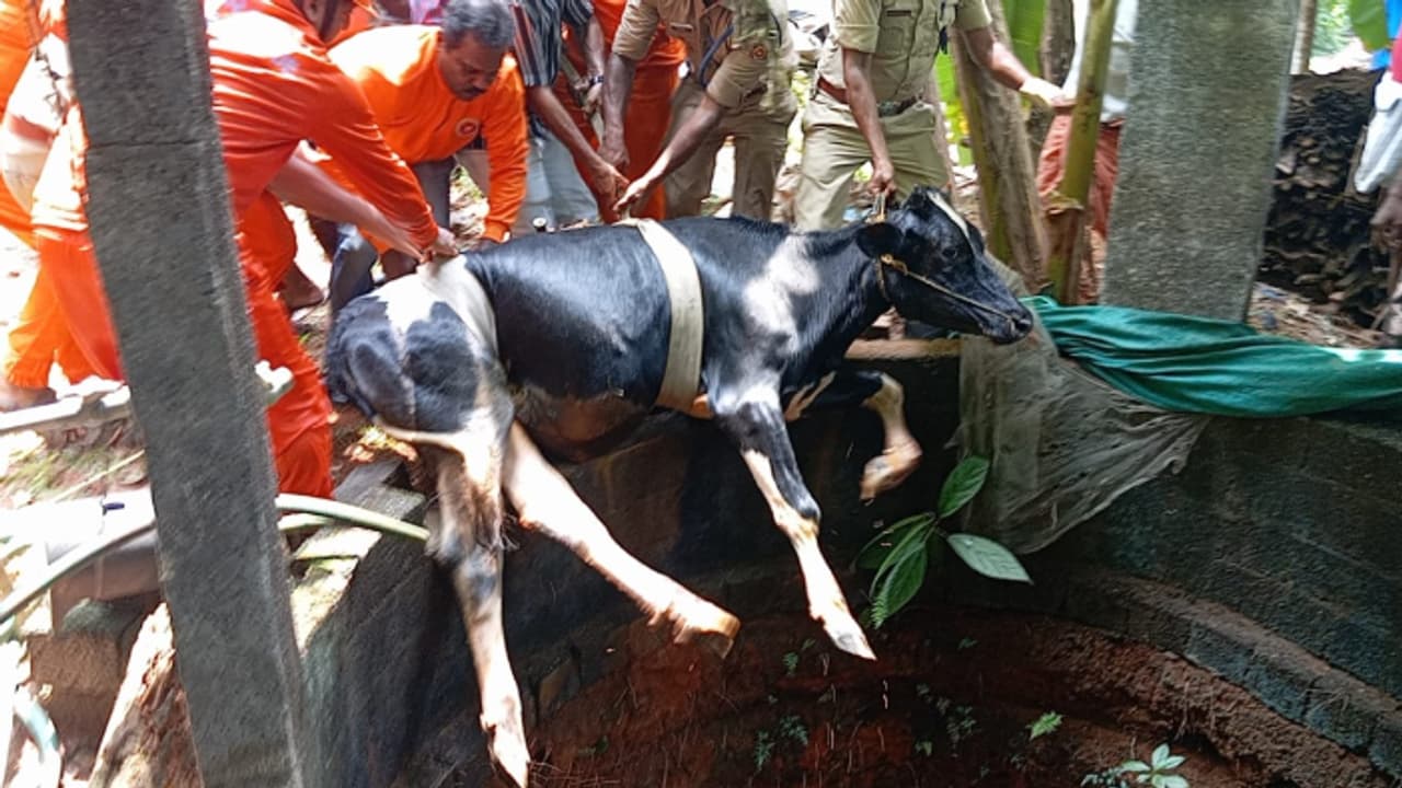 20 അടി താഴ്ചയുള്ള കിണറില് നിന്ന് വലിയ ശബ്ദം, വീട്ടുകാര് ഓടിയെത്തിയപ്പോൾ കണ്ടത് പശുവിനെ, രക്ഷപ്പെടുത്തി 20 അടി താഴ്ചയുള്ള കിണറില് നിന്ന് വലിയ ശബ്ദം, വീട്ടുകാര് ഓടിയെത്തിയപ്പോൾ കണ്ടത് പശുവിനെ, രക്ഷപ്പെടുത്തി