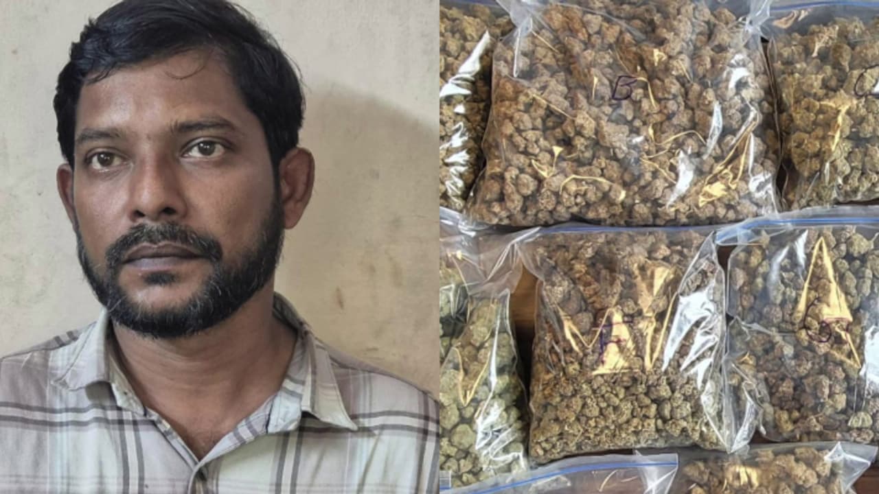 വീട്ടിൽ പരിശോധന; കണ്ണൂർ ഇരിക്കൂറിൽ കഞ്ചാവുമായി യുവാവ് അറസ്റ്റിൽ, മട്ടന്നൂരിൽ റോഡരികിൽ കഞ്ചാവ് ചെടി കണ്ടെത്തി
