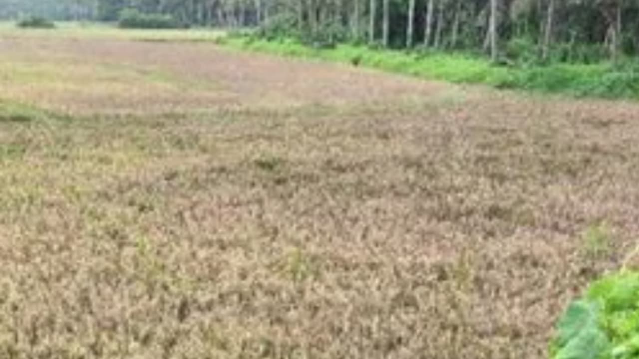 ഇലകളില്‍ പൊള്ളിയപോലെ പാടുകൾ തെളിയും, വടകരയിൽ 300 ഏക്കറിൽ കരിഞ്ഞുണങ്ങി നെൽക്കതിരുകൾ, കാരണം ബ്ലാസ്റ്റ് ഫംഗസ് 