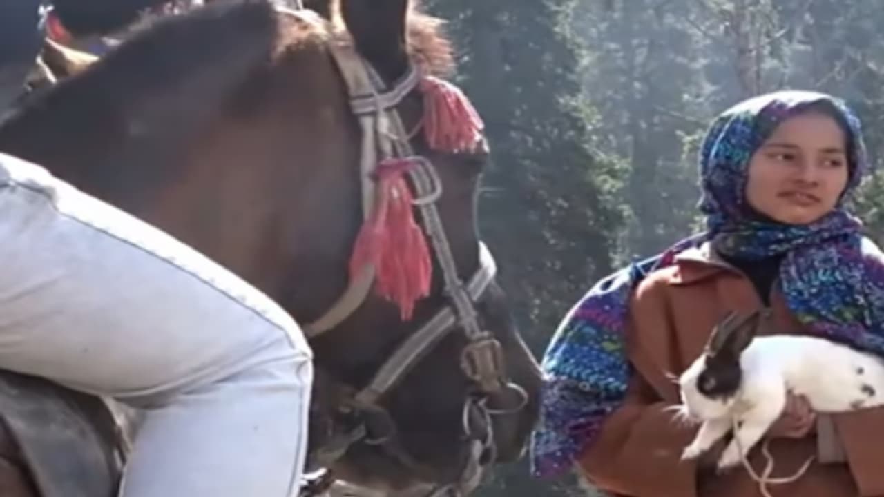 ఈ కుందేలు అమ్మాయికి హ్యాట్సాఫ్ చెప్పాల్సిందే.. ధైర్యంగా నిలిచి, పర్యాటకుల ప్రాణాలు కాపాడి ఈ కుందేలు అమ్మాయికి హ్యాట్సాఫ్ చెప్పాల్సిందే.. ధైర్యంగా నిలిచి, పర్యాటకుల ప్రాణాలు కాపాడి