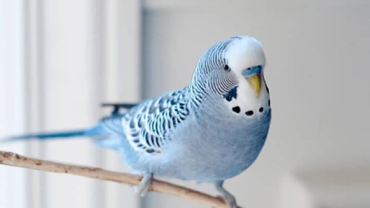 1,700 ലധികം വാക്കുകളറിയാം, പക്ഷികളുടെ കൂട്ടത്തിലെ ബുദ്ധിമാൻ ഇവനാണ്, സ്വന്തം പേരിൽ ലോകറെക്കോർഡും 