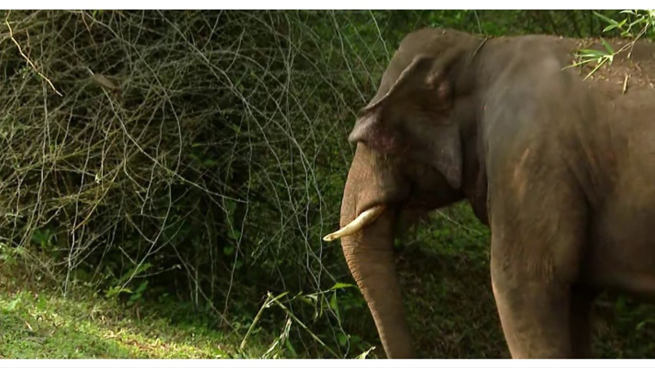 കാട്ടാനയാക്രമണത്തിൽ പിഞ്ചുകുഞ്ഞടക്കം ഒരു കുടുംബത്തിലെ മൂന്ന് പേർ കൊല്ലപ്പെട്ടു, സംഭവം ബംഗാളിൽ കാട്ടാനയാക്രമണത്തിൽ പിഞ്ചുകുഞ്ഞടക്കം ഒരു കുടുംബത്തിലെ മൂന്ന് പേർ കൊല്ലപ്പെട്ടു, സംഭവം ബംഗാളിൽ