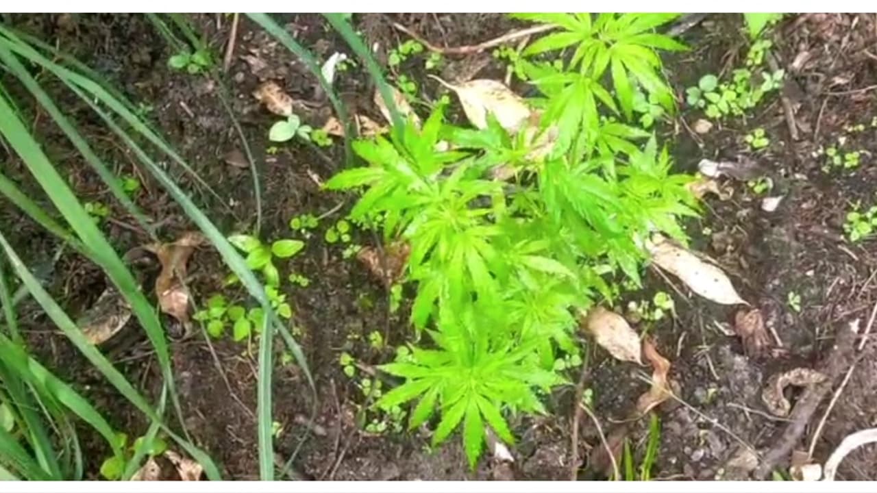 പുഴയോരത്ത് നട്ടുപിടിപ്പിച്ച വിളവെടുപ്പിന് പാകമായി നിന്ന 96 ചെടികൾ; രഹസ്യവിവരം കിട്ടി നശിപ്പിച്ച് ഉദ്യോഗസ്ഥര് പുഴയോരത്ത് നട്ടുപിടിപ്പിച്ച വിളവെടുപ്പിന് പാകമായി നിന്ന 96 ചെടികൾ; രഹസ്യവിവരം കിട്ടി നശിപ്പിച്ച് ഉദ്യോഗസ്ഥര്