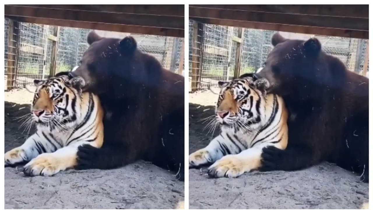 'കലിയല്ല, പ്രണയം'; കടുവയുടെ ശരീരം വൃത്തിയാക്കുന്ന കരടി, ഇതെന്ത് കൂത്തെന്ന് കാഴ്ചക്കാര്, വീഡിയോ വൈറല് 'കലിയല്ല, പ്രണയം'; കടുവയുടെ ശരീരം വൃത്തിയാക്കുന്ന കരടി, ഇതെന്ത് കൂത്തെന്ന് കാഴ്ചക്കാര്, വീഡിയോ വൈറല്