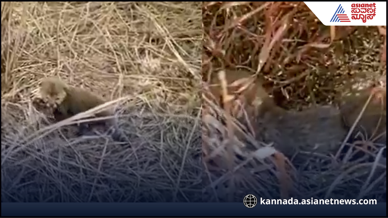 ಕುನೋ ಅರಣ್ಯದಲ್ಲಿ 5 ಮರಿಗಳಿಗೆ ಜನ್ಮ ನೀಡಿದ ಆಫ್ರಿಕಾದಿಂದ ತಂದ ನಿರ್ವಾ ಚೀತಾ, ವಿಡಿಯೋ ಕುನೋ ಅರಣ್ಯದಲ್ಲಿ 5 ಮರಿಗಳಿಗೆ ಜನ್ಮ ನೀಡಿದ ಆಫ್ರಿಕಾದಿಂದ ತಂದ ನಿರ್ವಾ ಚೀತಾ, ವಿಡಿಯೋ