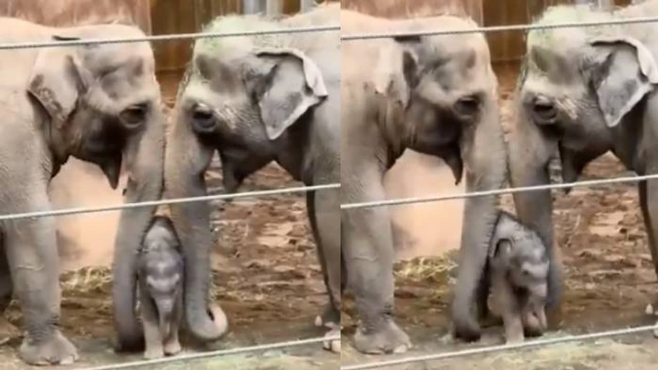 'ദേ അമ്മയും ആന്റിയും കഴിക്കുന്നത് പോലെ കഴിക്കണം'; കൗതുകത്തോടെ നോക്കി കുട്ടിയാന, വൈറൽ വീഡിയോ 'ദേ അമ്മയും ആന്റിയും കഴിക്കുന്നത് പോലെ കഴിക്കണം'; കൗതുകത്തോടെ നോക്കി കുട്ടിയാന, വൈറൽ വീഡിയോ