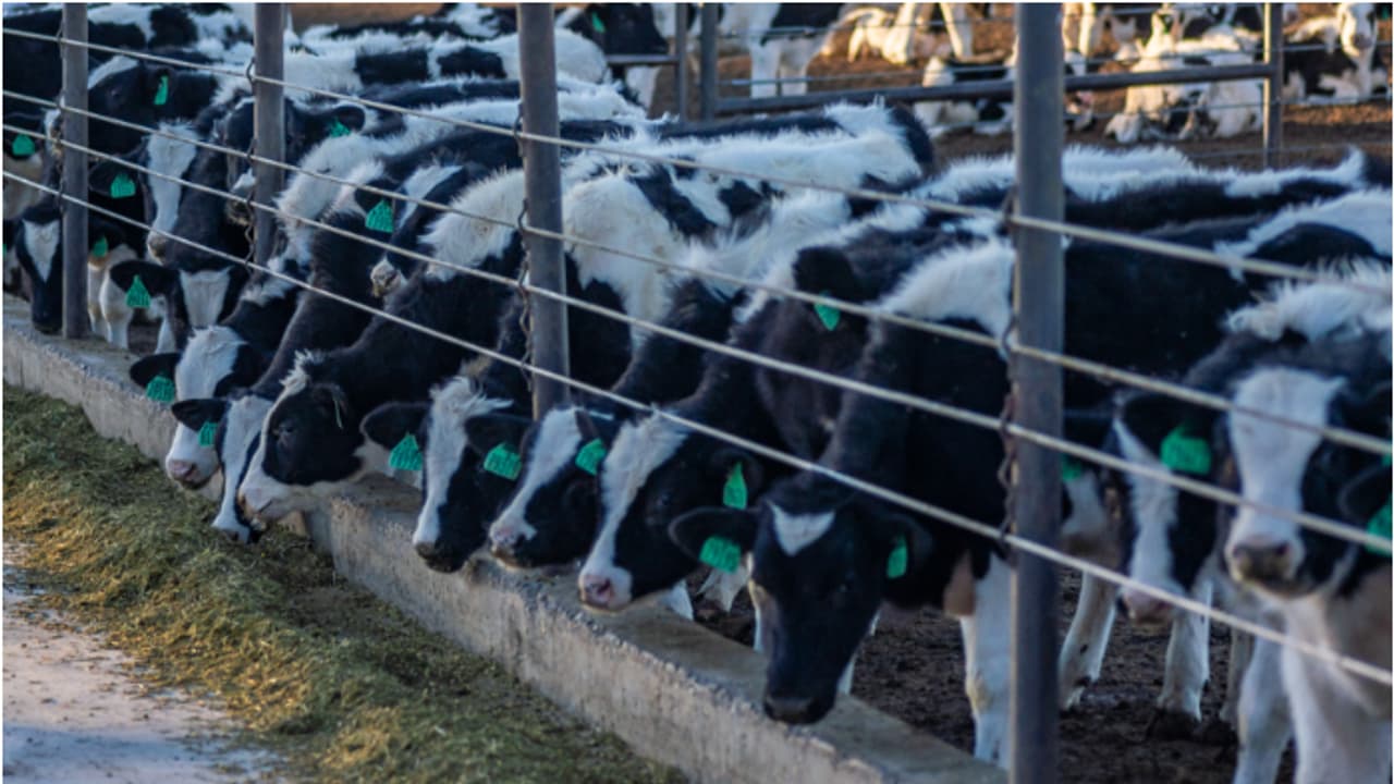 കന്നുകാലി ഫാമുകളിലെ കുളമ്പുരോഗം; കുവൈത്തിൽ കണ്ടെത്തിയത് 2,662 കേസുകൾ കന്നുകാലി ഫാമുകളിലെ കുളമ്പുരോഗം; കുവൈത്തിൽ കണ്ടെത്തിയത് 2,662 കേസുകൾ