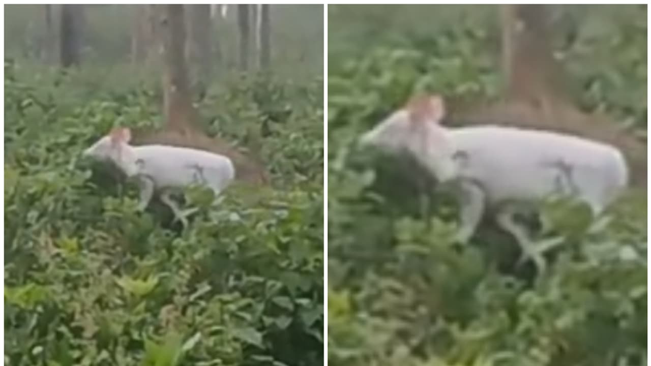 കുറിച്യാട് വന്യജീവി സങ്കേതത്തിൽ ഇങ്ങനെയൊരു കാഴ്ച ആദ്യം! കുറ്റിക്കാട്ടിൽ വെള്ള നിറത്തിൽ മാൻ, കാരണം ആൽബിനിസം കുറിച്യാട് വന്യജീവി സങ്കേതത്തിൽ ഇങ്ങനെയൊരു കാഴ്ച ആദ്യം! കുറ്റിക്കാട്ടിൽ വെള്ള നിറത്തിൽ മാൻ, കാരണം ആൽബിനിസം