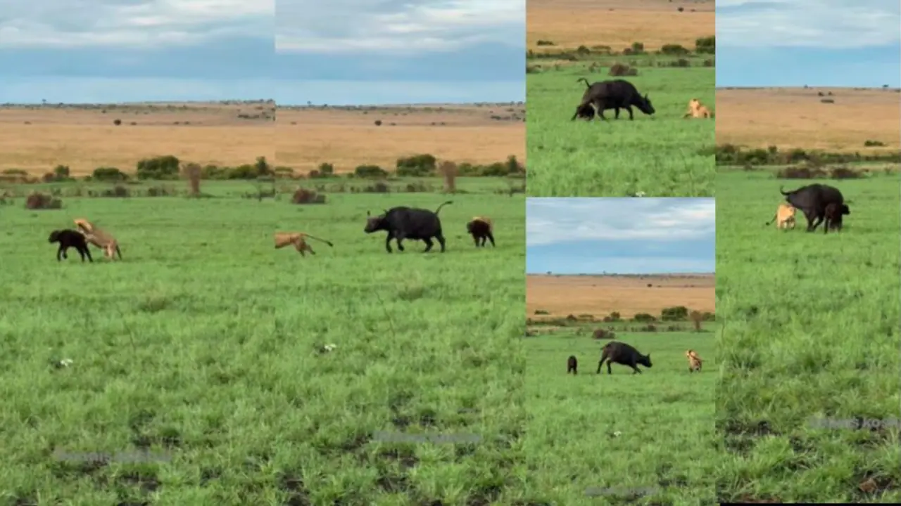 ಕಂದನ ಮೇಲೆ ಮುಗಿಬೀಳುತ್ತಿದ್ದ ಸಿಂಹಗಳನ್ನು ಏಕಾಂಗಿಯಾಗಿ ದೂರ ಓಡಿಸಿದ ಕಾಡೆಮ್ಮ ಕಂದನ ಮೇಲೆ ಮುಗಿಬೀಳುತ್ತಿದ್ದ ಸಿಂಹಗಳನ್ನು ಏಕಾಂಗಿಯಾಗಿ ದೂರ ಓಡಿಸಿದ ಕಾಡೆಮ್ಮ