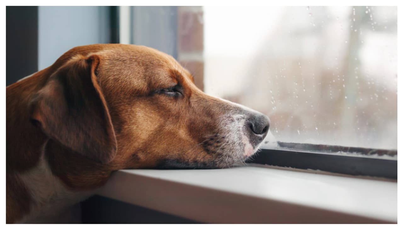 ಪ್ರಾಣಿಗಳ ಭಾಷೆ , ಭಾವನೆ ಅರ್ಥ ಮಾಡಿಕೊಳ್ಳೋಕೆ ಬರ್ತಿದೆ ನೂತನ AI software!