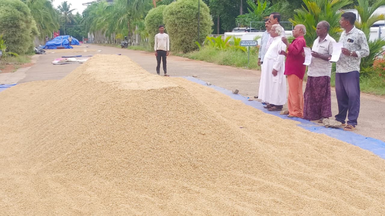 ഉണങ്ങിയ നെല്ലിന് 'കിഴിവ്' ചോദിച്ച് സംഭരണം വൈകിക്കുന്നു, ദുരിതത്തിലായി ഇരിങ്ങാലക്കുടയിലെ കർഷകർ ഉണങ്ങിയ നെല്ലിന് 'കിഴിവ്' ചോദിച്ച് സംഭരണം വൈകിക്കുന്നു, ദുരിതത്തിലായി ഇരിങ്ങാലക്കുടയിലെ കർഷകർ
