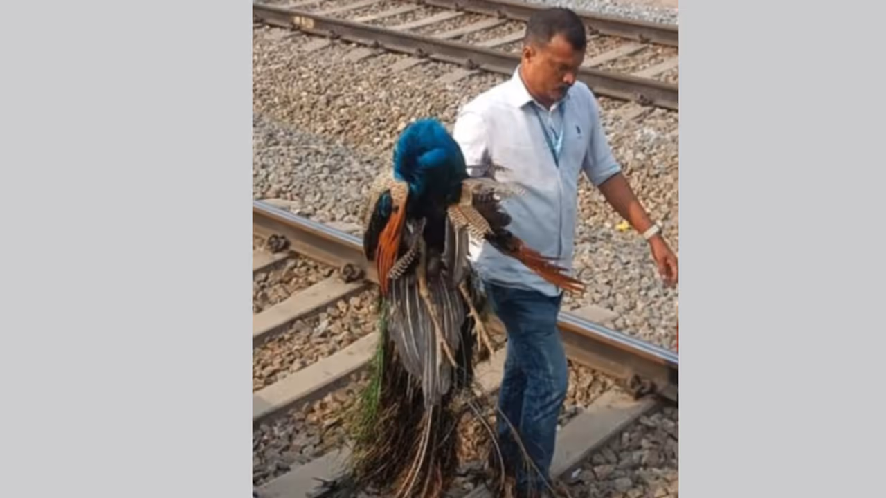 മംഗലാപുരം മെയിൽ വടകര സ്റ്റേഷനിൽ, യാത്രക്കാർക്ക് സംശയം, എൻജിനിൽ കണ്ടത് ചത്ത മയിലിനെ 