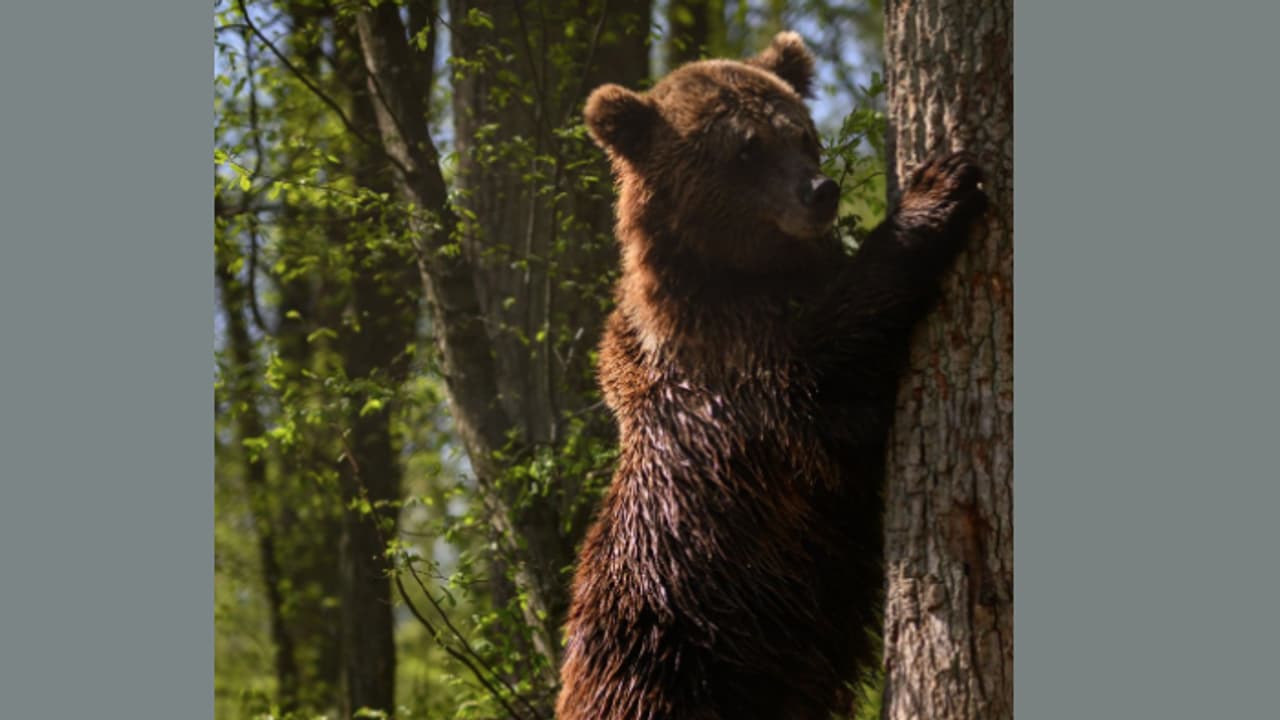 വിറക് ശേഖരിക്കാൻ കാട്ടിൽ പോയി, യുവാവിന് കരടിയുടെ ആക്രമണം വിറക് ശേഖരിക്കാൻ കാട്ടിൽ പോയി, യുവാവിന് കരടിയുടെ ആക്രമണം