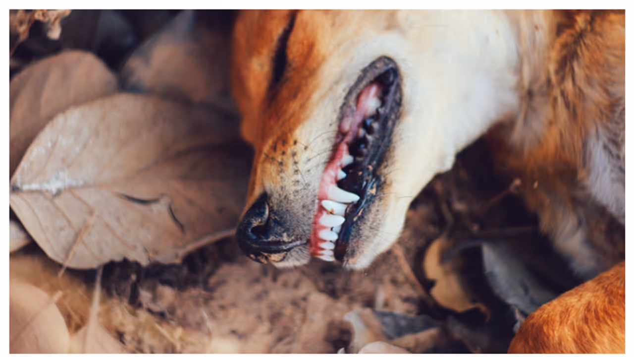 നായ്ക്കളിൽ ഈ ലക്ഷണങ്ങൾ ഉണ്ടോ? എങ്കിൽ പേവിഷബാധയാകാം