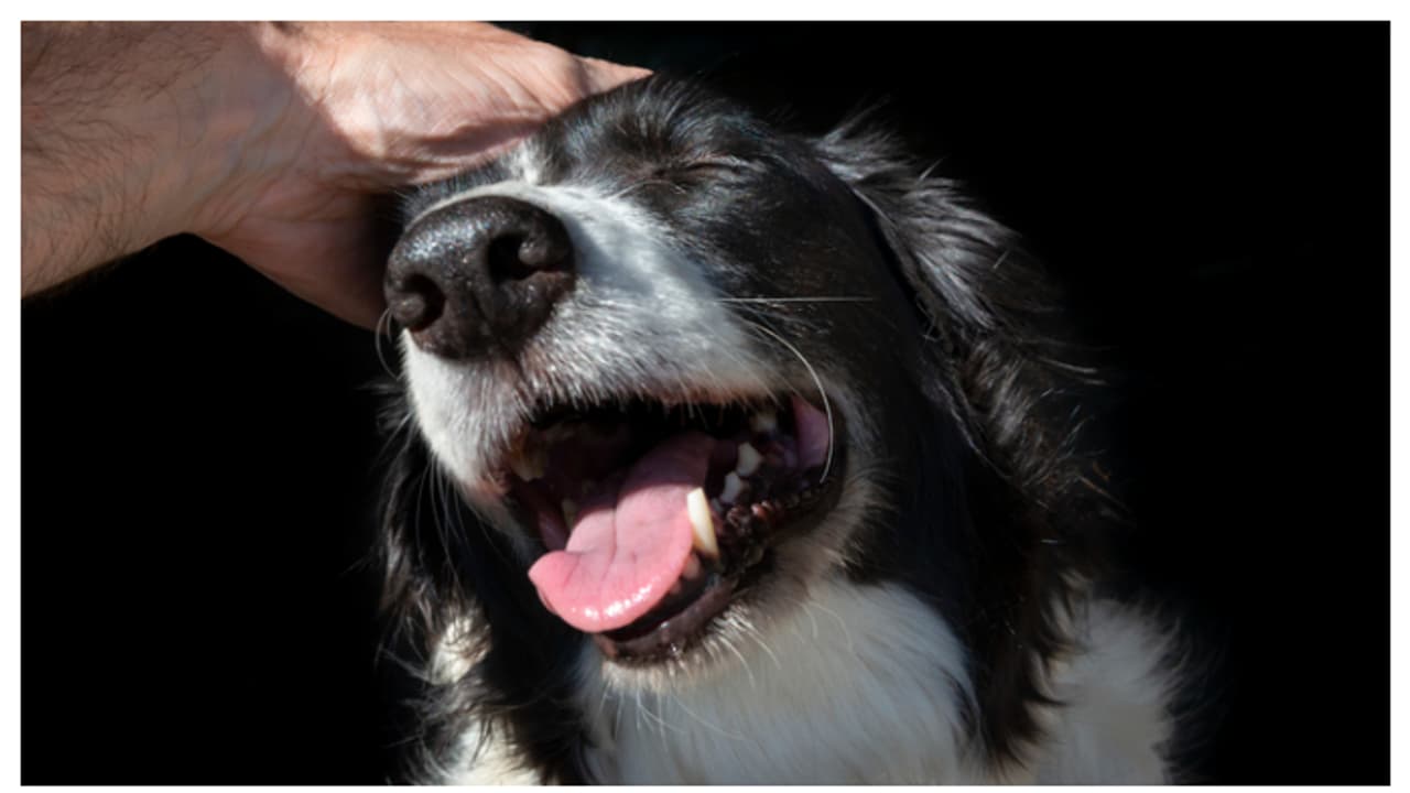 വളർത്തുമൃഗങ്ങൾ ഉള്ളവർക്ക് ആശ്വാസം; മൃഗങ്ങളുടെ ശവസംസ്കാരത്തിനായി പ്രത്യേകം സ്ഥലം അനുവദിച്ച് മഹാരാഷ്ട്ര സർക്കാർ 